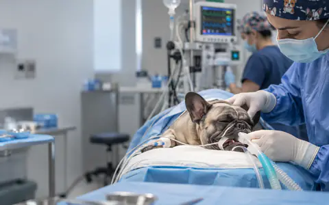 Bulldog francés intubado en el quirófano durante una cirugía respiratoria