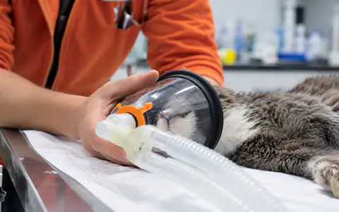 Gato anestesiado sobre la camilla con máscara de oxígeno sostenida por un veterinario