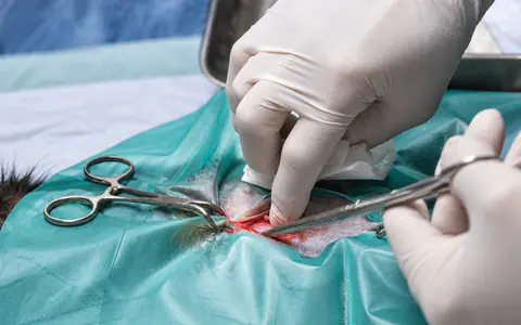 Manos con guantes quirúrgicos operando con pinzas y tijera durante una cirugía de emergencia en un pequeño animal