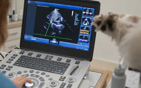 Ecocardiografía de un gato en la pantalla del ecógrafo durante un estudio cardiológico