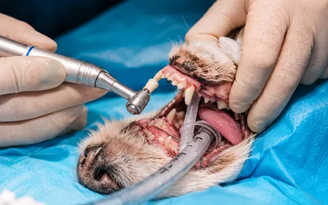 Tratamiento dental en un perro anestesiado con instrumental odontológico