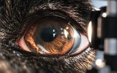 Primer plano del ojo de un perro durante un examen oftalmológico